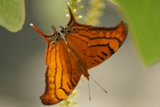 Hada leucostigma - Antillen-Dolchflügel